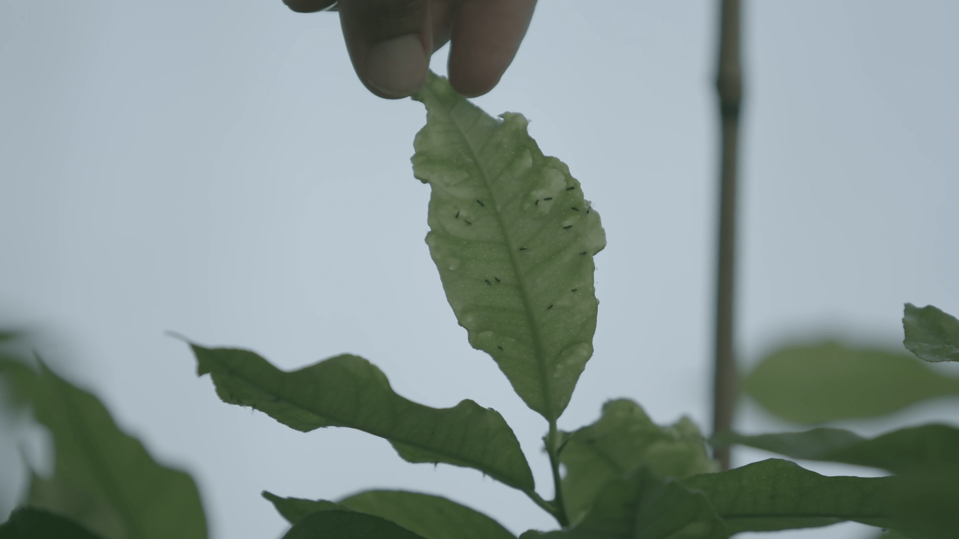 Tropicsafe-control-biológico-HLB|Tropicsafe control biológico HLB